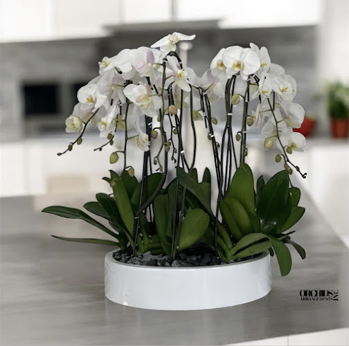 Orchids Arrangements