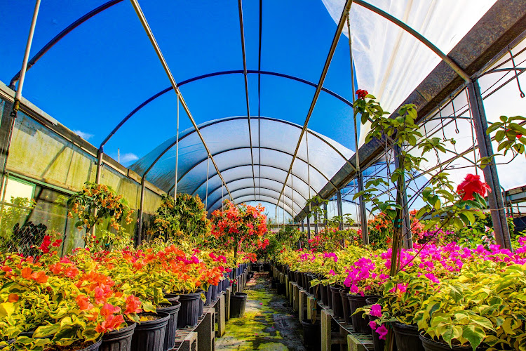 Bougainvilleas.com Inc