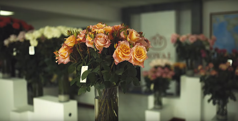 Royal Flowers Group - Ecuadorian Rose Grower and Flower Farm, Roses Wholesale, Ecuadorian Roses