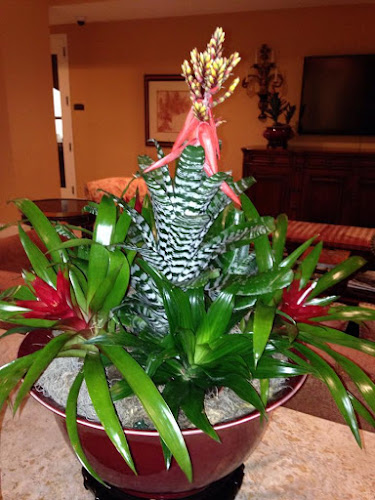 Adopt-A-Plant Leasing Co