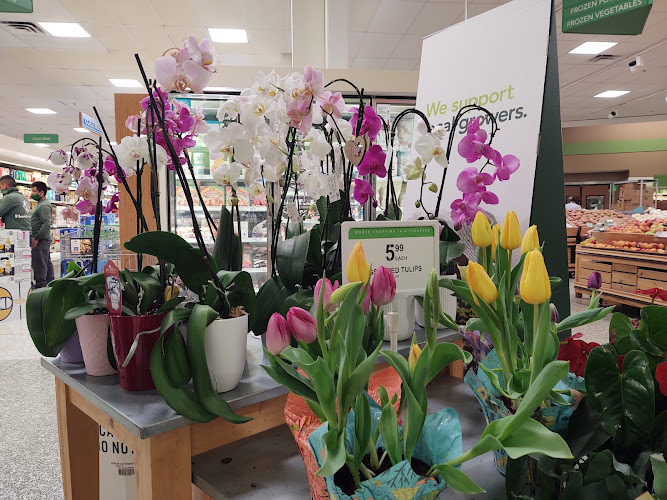 Publix Super Market at Village of Oriole Plaza